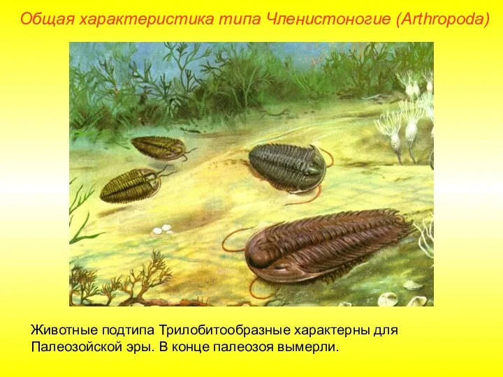 Общая характеристика типа Членистоногие (Arthropoda) Животные подтипа Трилобитообразные характерны для Палеозойской эры. В конце палеозоя вымерли.