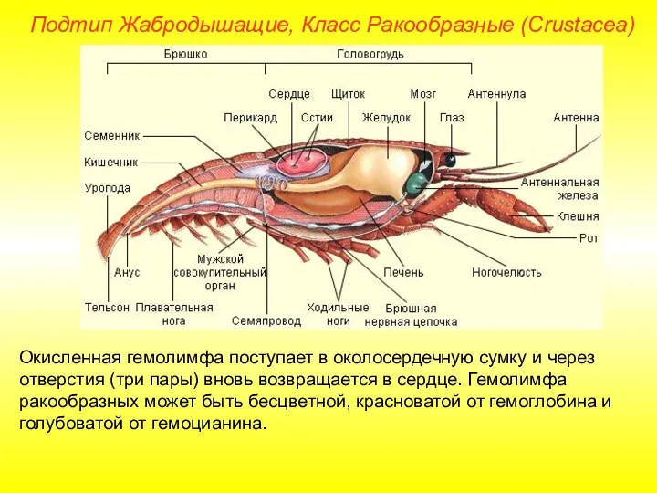 Окисленная гемолимфа поступает в околосердечную сумку и через отверстия (три