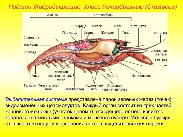 Выделительная система представлена парой зеленых желез (почек), видоизмененных целомодуктов. Каждый