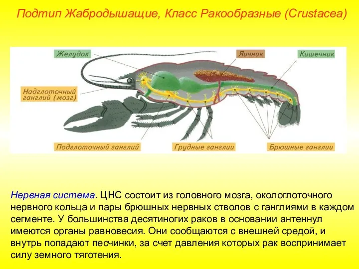 Нервная система. ЦНС состоит из головного мозга, окологлоточного нервного кольца