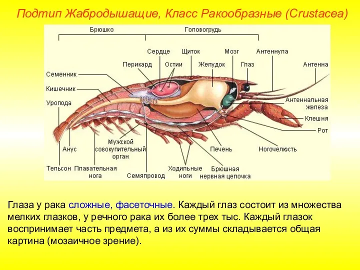 Глаза у рака сложные, фасеточные. Каждый глаз состоит из множества