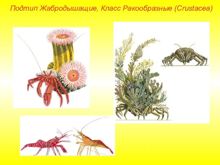 Подтип Жабродышащие, Класс Ракообразные (Crustacea)