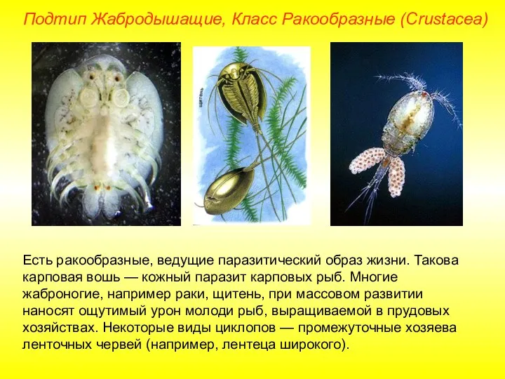 Подтип Жабродышащие, Класс Ракообразные (Crustacea) Есть ракообразные, ведущие паразитический образ