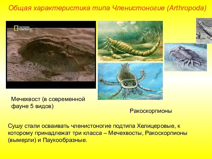 Общая характеристика типа Членистоногие (Arthropoda) Сушу стали осваивать членистоногие подтипа