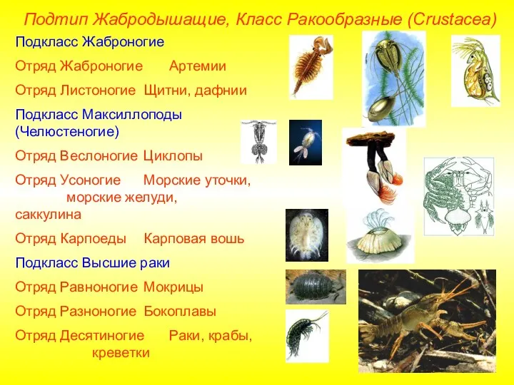 Подтип Жабродышащие, Класс Ракообразные (Crustacea) Подкласс Жаброногие Отряд Жаброногие Артемии