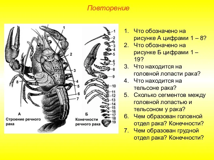 Повторение Что обозначено на рисунке А цифрами 1 – 8?