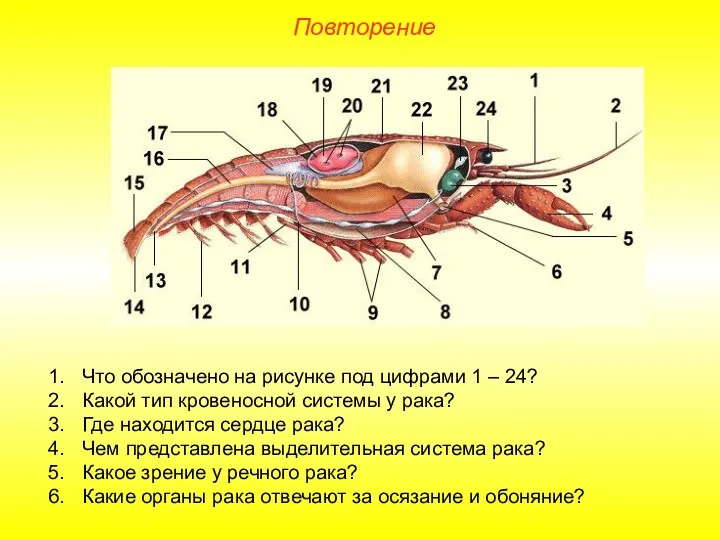 Повторение Что обозначено на рисунке под цифрами 1 – 24?