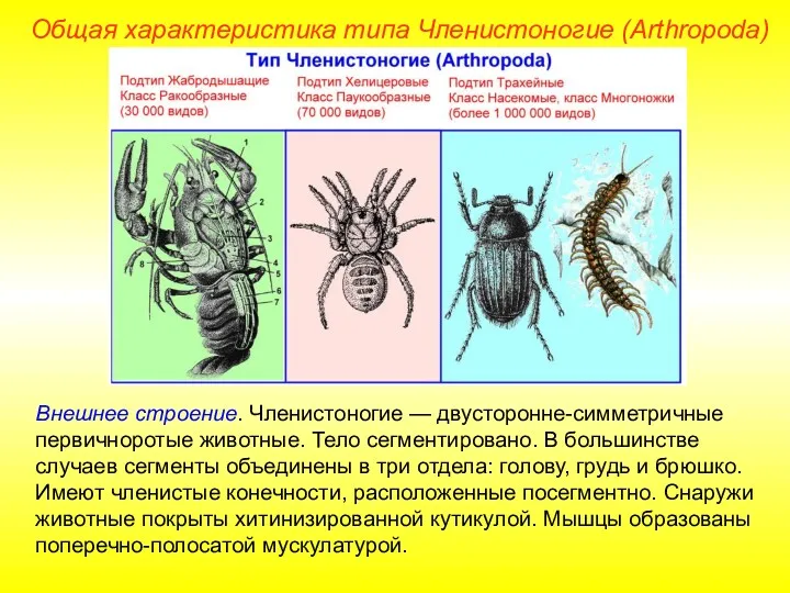 Внешнее строение. Членистоногие — двусторонне-симметричные первичноротые животные. Тело сегментировано. В