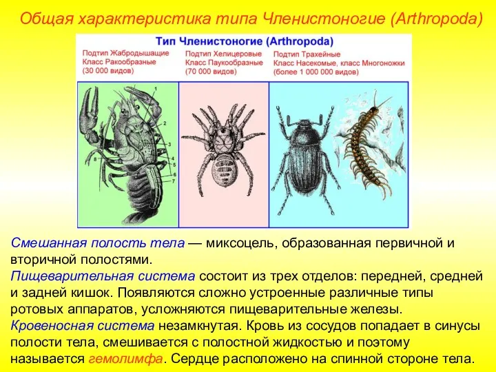 Смешанная полость тела — миксоцель, образованная первичной и вторичной полостями.