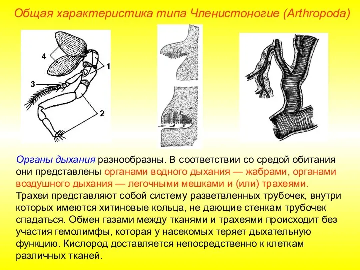 Общая характеристика типа Членистоногие (Arthropoda) Органы дыхания разнообразны. В соответствии