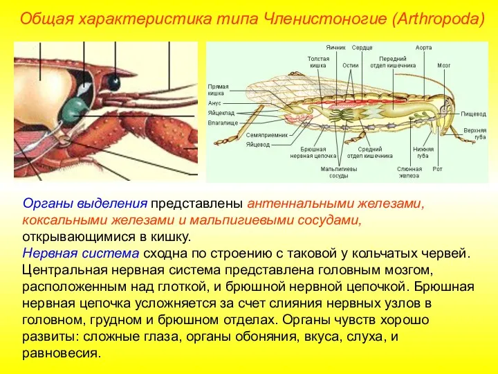 Органы выделения представлены антеннальными железами, коксальными железами и мальпигиевыми сосудами,