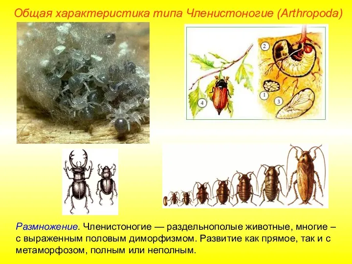 Размножение. Членистоногие — раздельнополые животные, многие – с выраженным половым