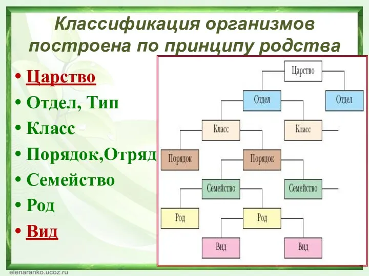 Классификация организмов построена по принципу родства Царство Отдел, Тип Класс Порядок,Отряд Семейство Род Вид