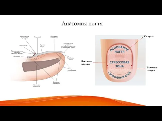 Анатомия ногтя Синусы Боковые валики Боковые пазухи