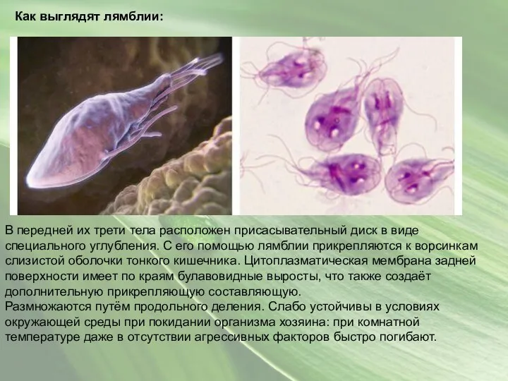Как выглядят лямблии: В передней их трети тела расположен присасывательный диск в виде