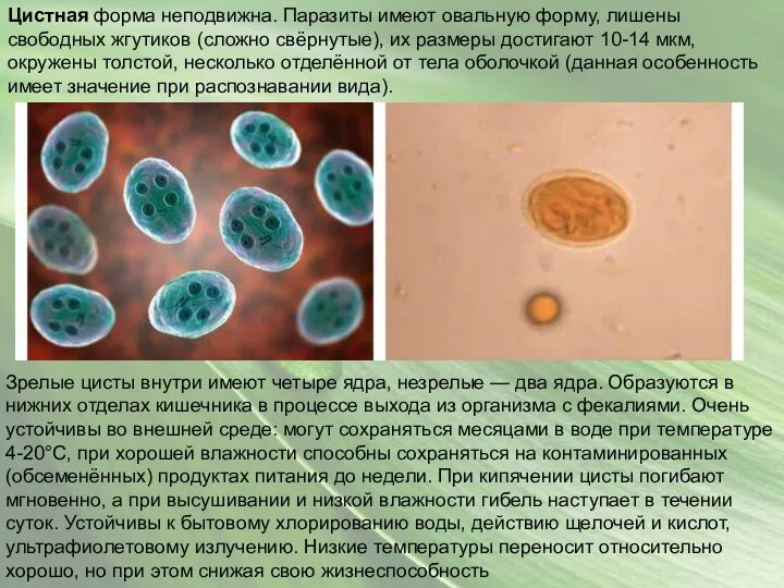 Цистная форма неподвижна. Паразиты имеют овальную форму, лишены свободных жгутиков