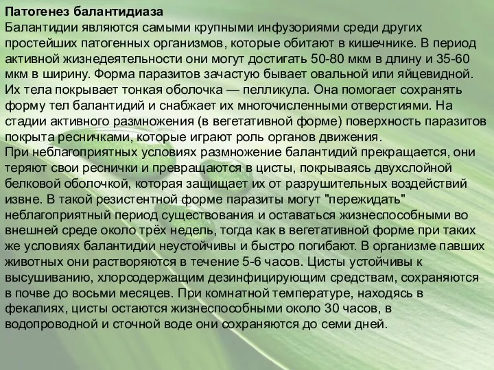 Патогенез балантидиаза Балантидии являются самыми крупными инфузориями среди других простейших патогенных организмов, которые