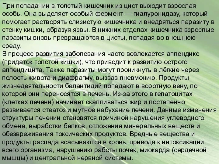 . При попадании в толстый кишечник из цист выходит взрослая особь. Она выделяет