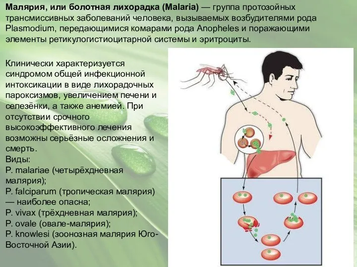 Малярия, или болотная лихорадка (Malaria) — группа протозойных трансмиссивных заболеваний человека, вызываемых возбудителями