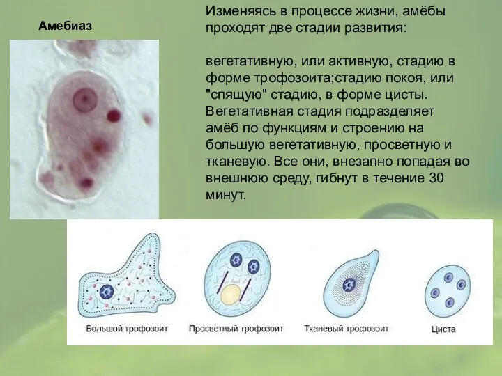 Изменяясь в процессе жизни, амёбы проходят две стадии развития: вегетативную, или активную, стадию