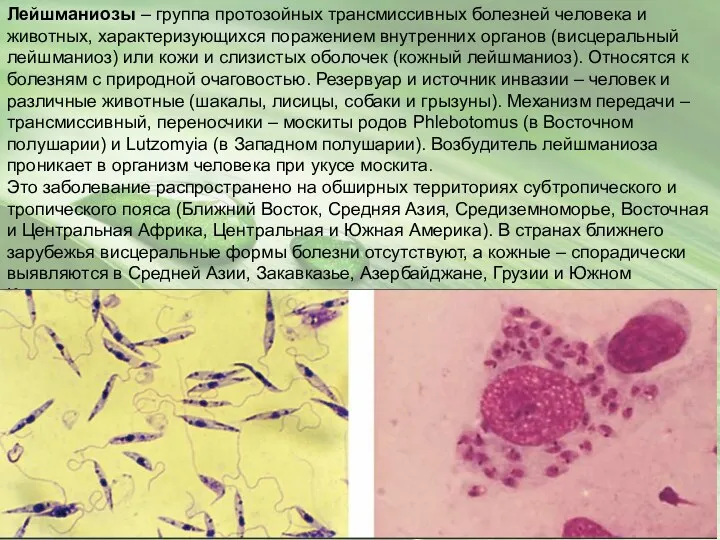 Лейшманиозы – группа протозойных трансмиссивных болезней человека и животных, характеризующихся поражением внутренних органов