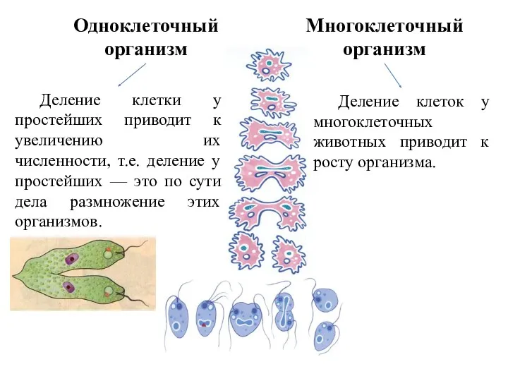 Деление клеток у многоклеточных животных приводит к росту организма. Одноклеточный