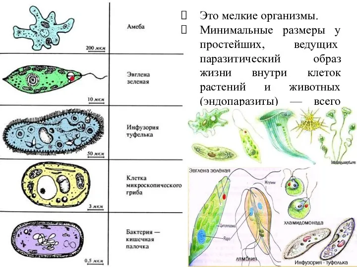 Это мелкие организмы. Минимальные размеры у простейших, веду­щих паразитический образ