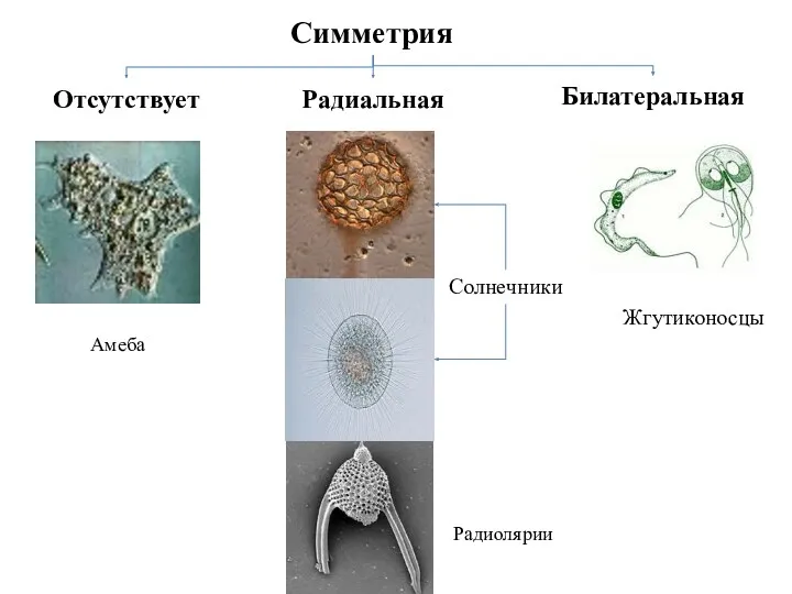 Радиальная Солнечники Радиолярии Билатеральная Жгутиконосцы Симметрия Отсутствует Амеба