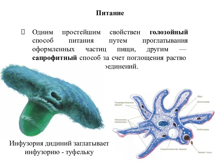 Одним простейшим свойствен голозойный способ питания путем проглатывания оформленных час­тиц