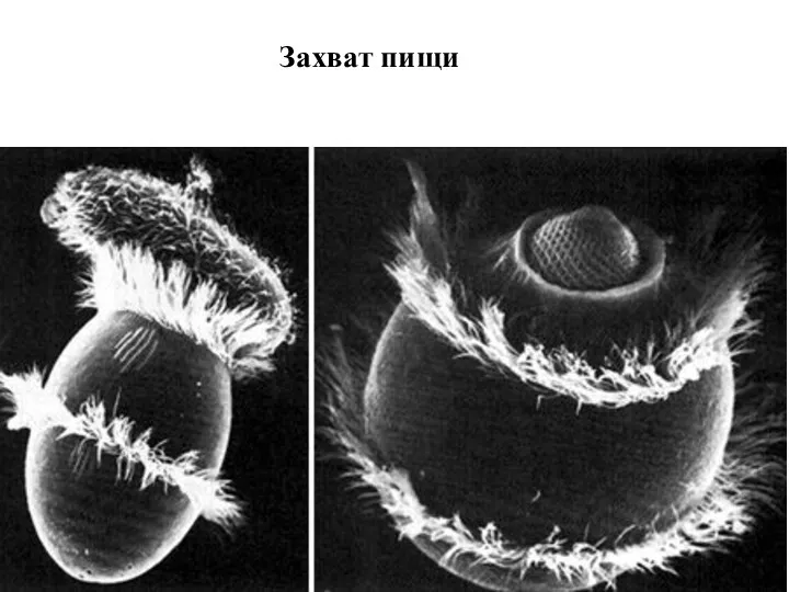 Захват пищи