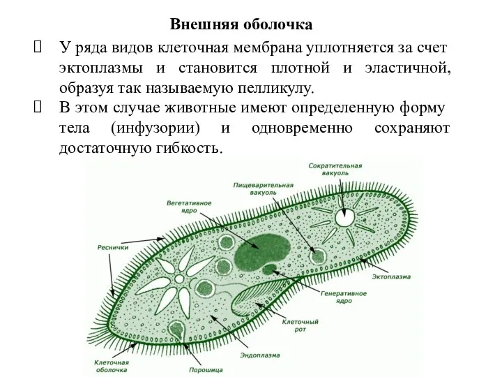 У ряда видов клеточная мембрана уплотня­ется за счет эктоплазмы и