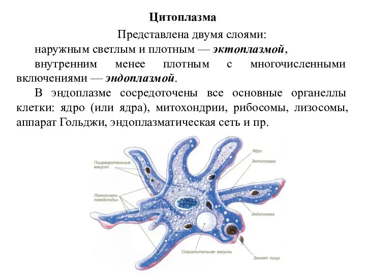 Представлена двумя слоями: наружным светлым и плот­ным — эктоплазмой, внутренним