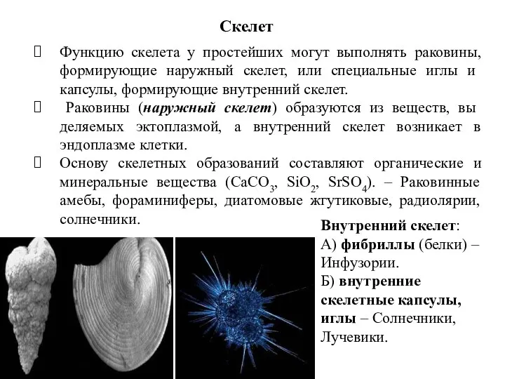 Функцию скелета у простейших могут выполнять раковины, фор­мирующие наружный скелет,