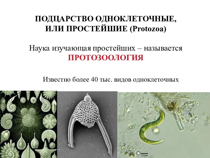 Наука изучающая простейших – называется ПРОТОЗООЛОГИЯ Известно более 40 тыс.