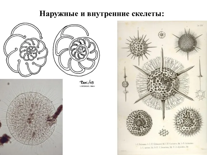 Наружные и внутренние скелеты: