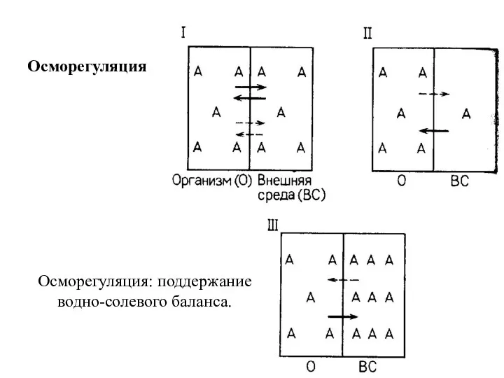 Осморегуляция Осморегуляция: поддержание водно-солевого баланса.