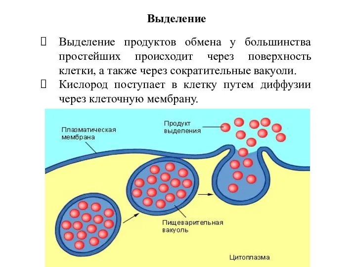 Выделение продуктов обмена у большинства простейших происходит через поверхность клетки,