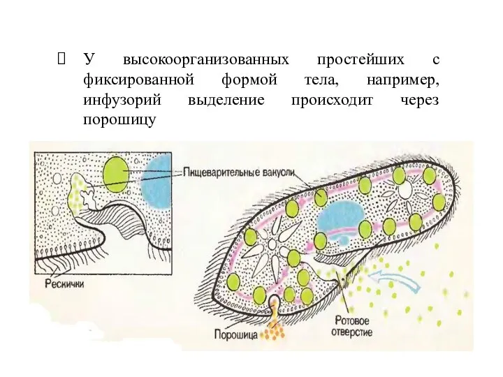 У высокоорганизованных простейших с фиксированной формой тела, например, инфузорий выделение происходит через порошицу