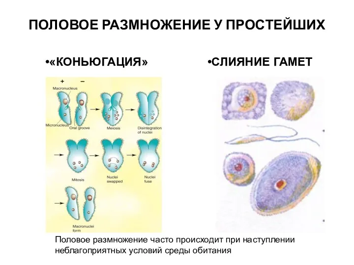 ПОЛОВОЕ РАЗМНОЖЕНИЕ У ПРОСТЕЙШИХ «КОНЬЮГАЦИЯ» СЛИЯНИЕ ГАМЕТ Половое размножение часто