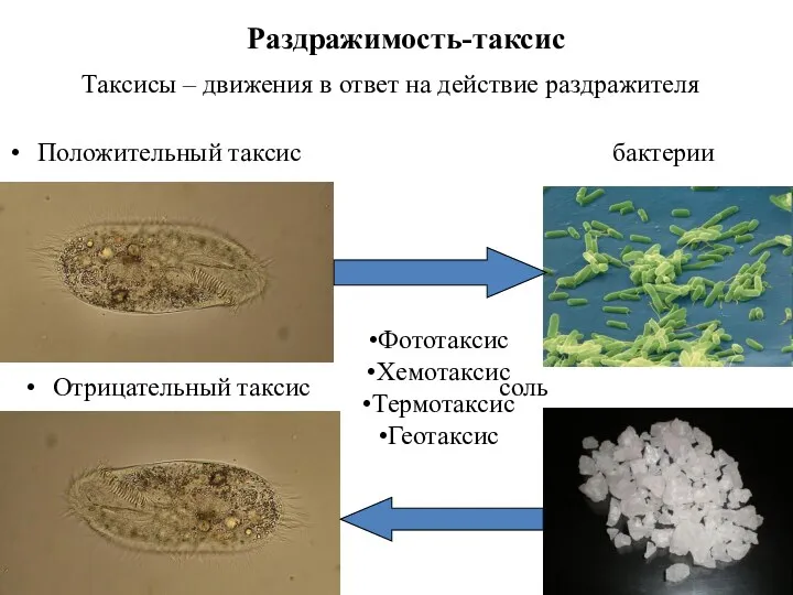 Положительный таксис бактерии Отрицательный таксис соль Раздражимость-таксис Фототаксис Хемотаксис Термотаксис