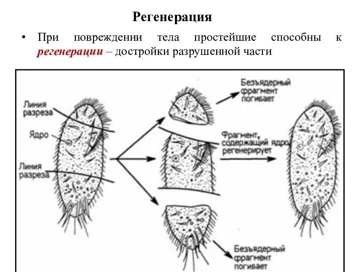 При повреждении тела простейшие способны к регенерации – достройки разрушенной части Регенерация