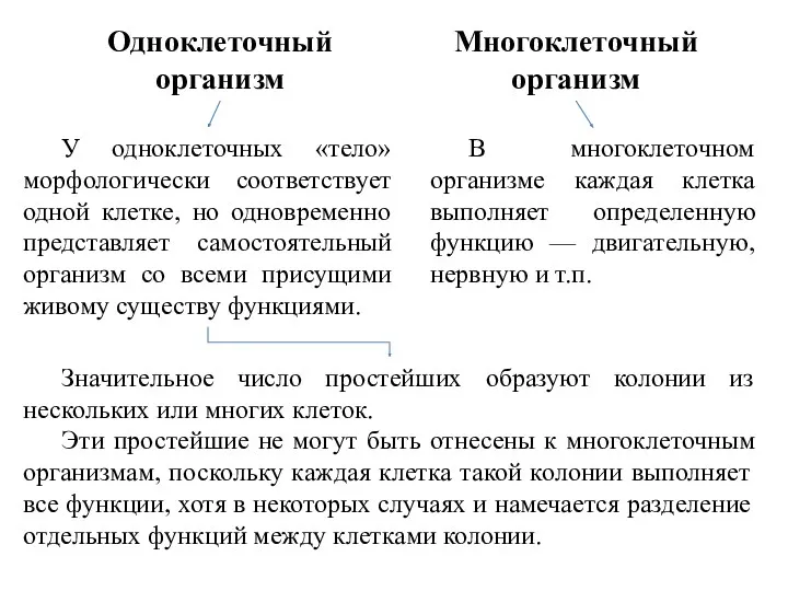 В многоклеточном организме каждая клетка выполняет определенную функцию — двигательную,