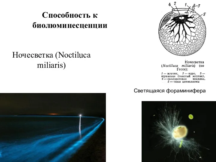 Способность к биолюминесценции Ночесветка (Noctiluca miliaris) Светящаяся фораминифера