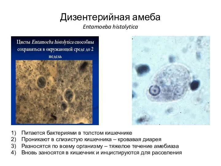 Дизентерийная амеба Entamoeba histolytica Питается бактериями в толстом кишечнике Проникают