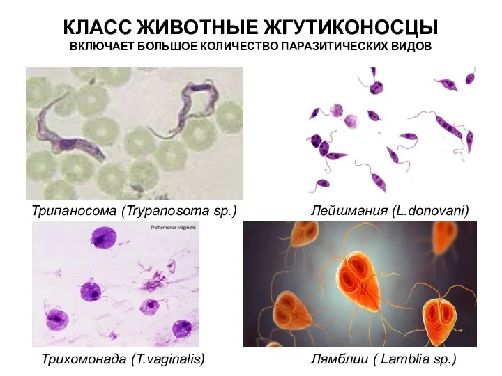 КЛАСС ЖИВОТНЫЕ ЖГУТИКОНОСЦЫ ВКЛЮЧАЕТ БОЛЬШОЕ КОЛИЧЕСТВО ПАРАЗИТИЧЕСКИХ ВИДОВ Трипаносома (Trypanosoma