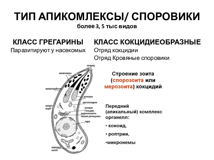 ТИП АПИКОМЛЕКСЫ/ СПОРОВИКИ более 3, 5 тыс видов КЛАСС ГРЕГАРИНЫ