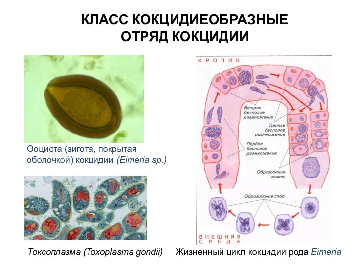 КЛАСС КОКЦИДИЕОБРАЗНЫЕ ОТРЯД КОКЦИДИИ Ооциста (зигота, покрытая оболочкой) кокцидии (Eimeria