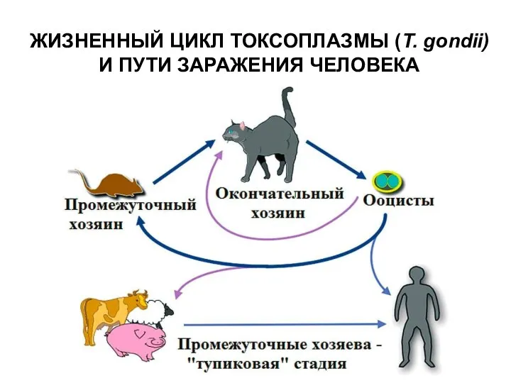 ЖИЗНЕННЫЙ ЦИКЛ ТОКСОПЛАЗМЫ (T. gondii) И ПУТИ ЗАРАЖЕНИЯ ЧЕЛОВЕКА