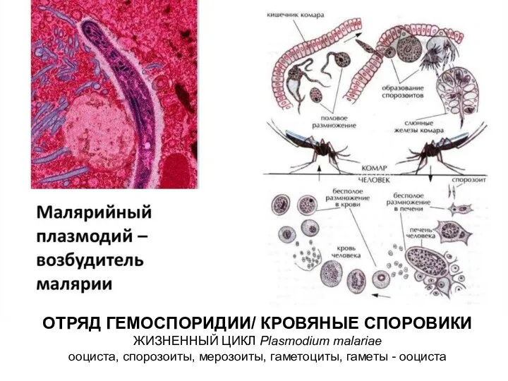 ОТРЯД ГЕМОСПОРИДИИ/ КРОВЯНЫЕ СПОРОВИКИ ЖИЗНЕННЫЙ ЦИКЛ Plasmodium malariae ооциста, спорозоиты, мерозоиты, гаметоциты, гаметы - ооциста