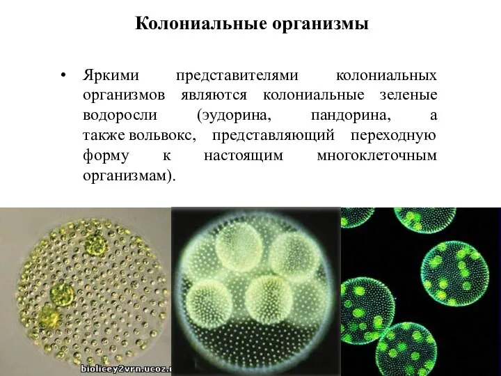 Яркими представителями колониальных организмов являются колониальные зеленые водоросли (эудорина, пандорина,